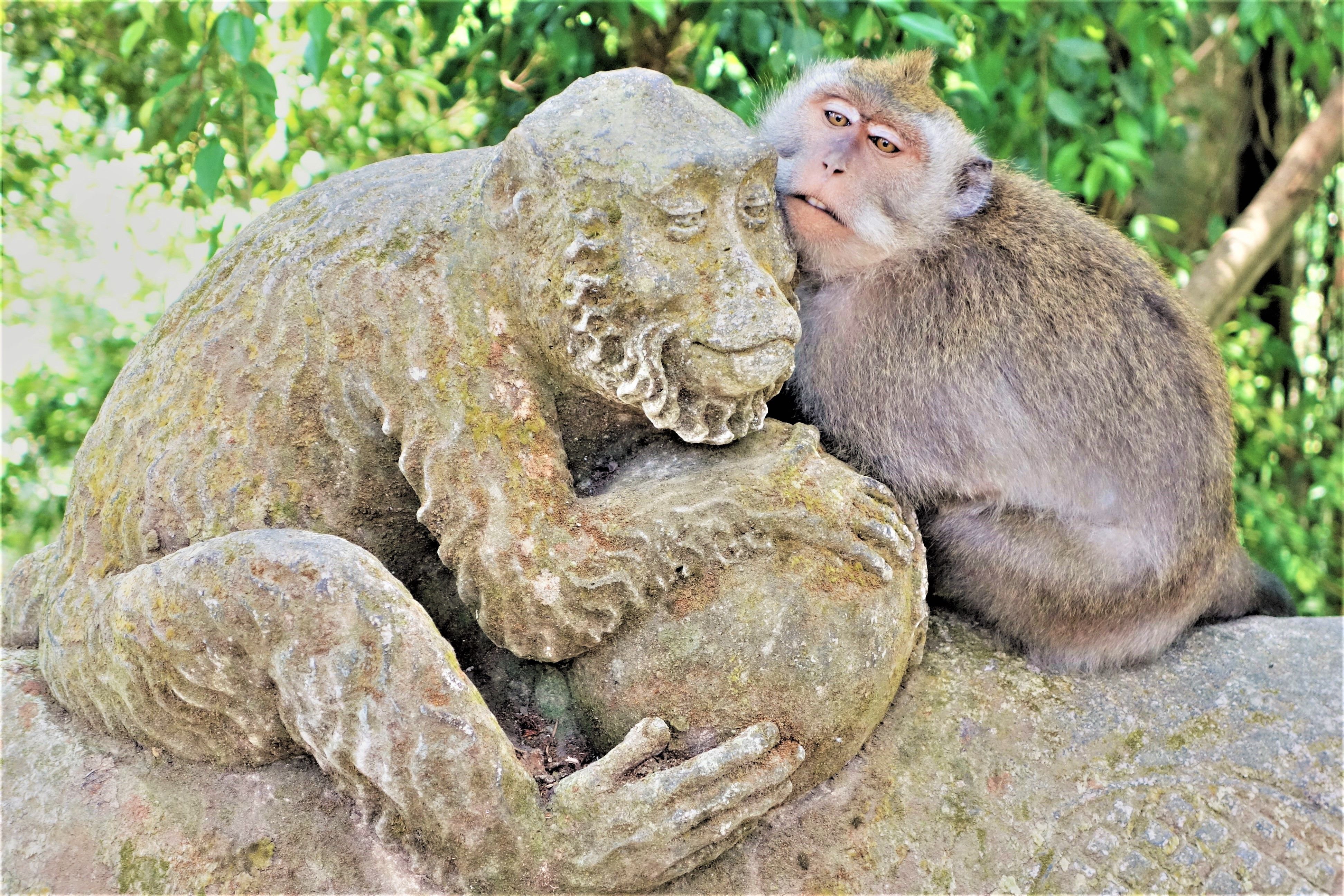 Monkey Forest