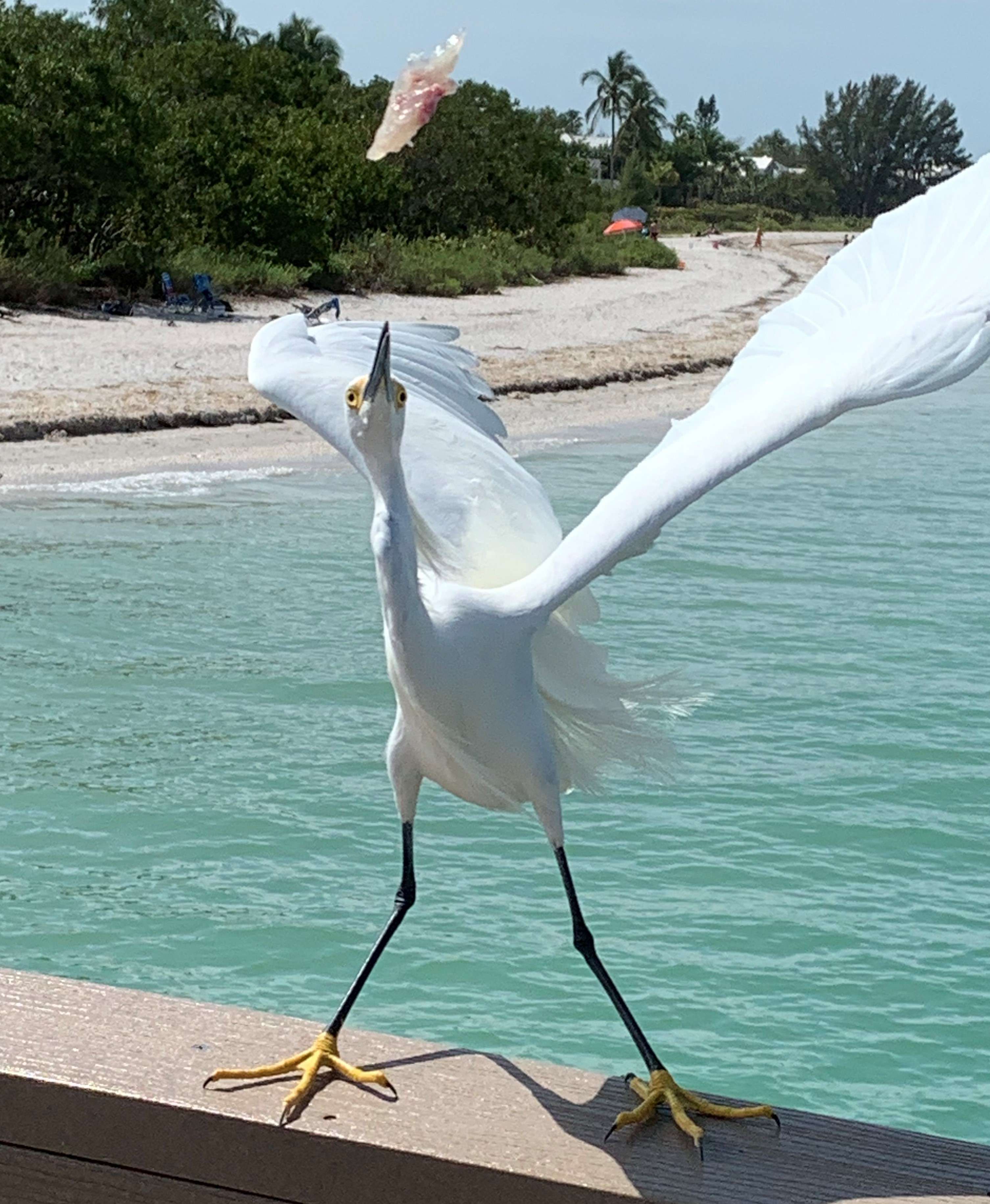 The snowy egret catches a piece of fish