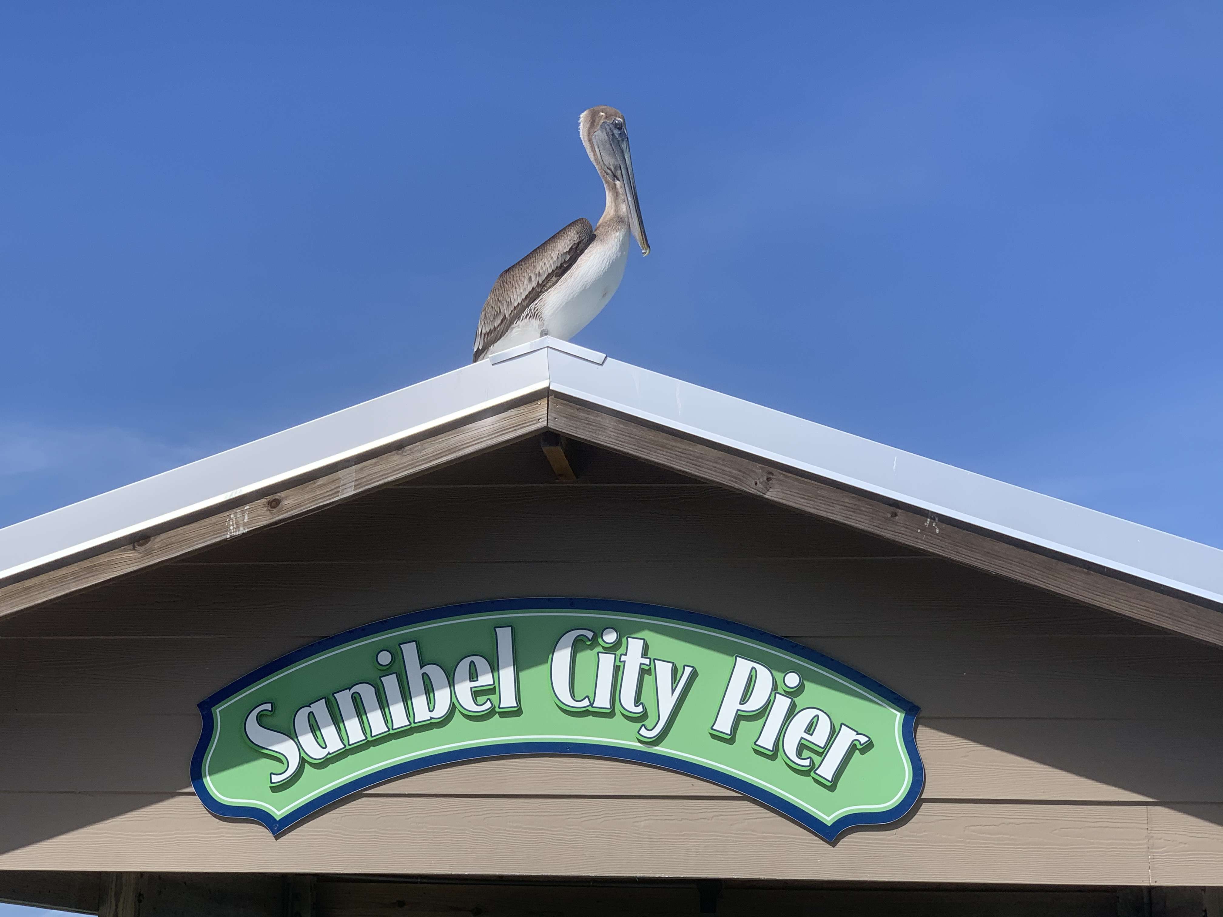 Pelican on the roof