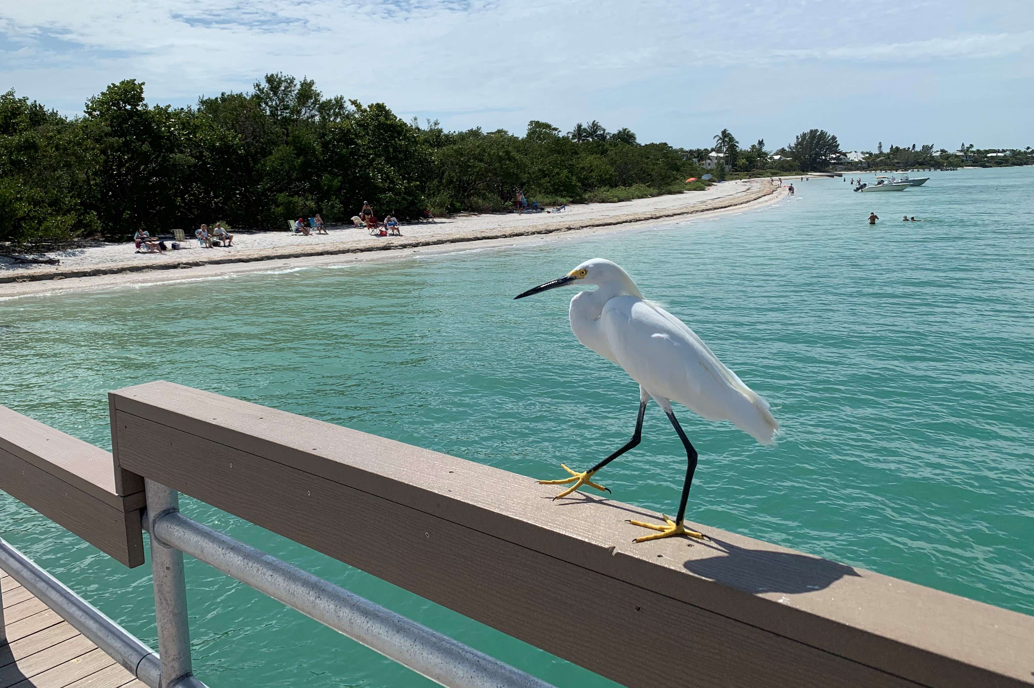 A snowy egret walks on the rail