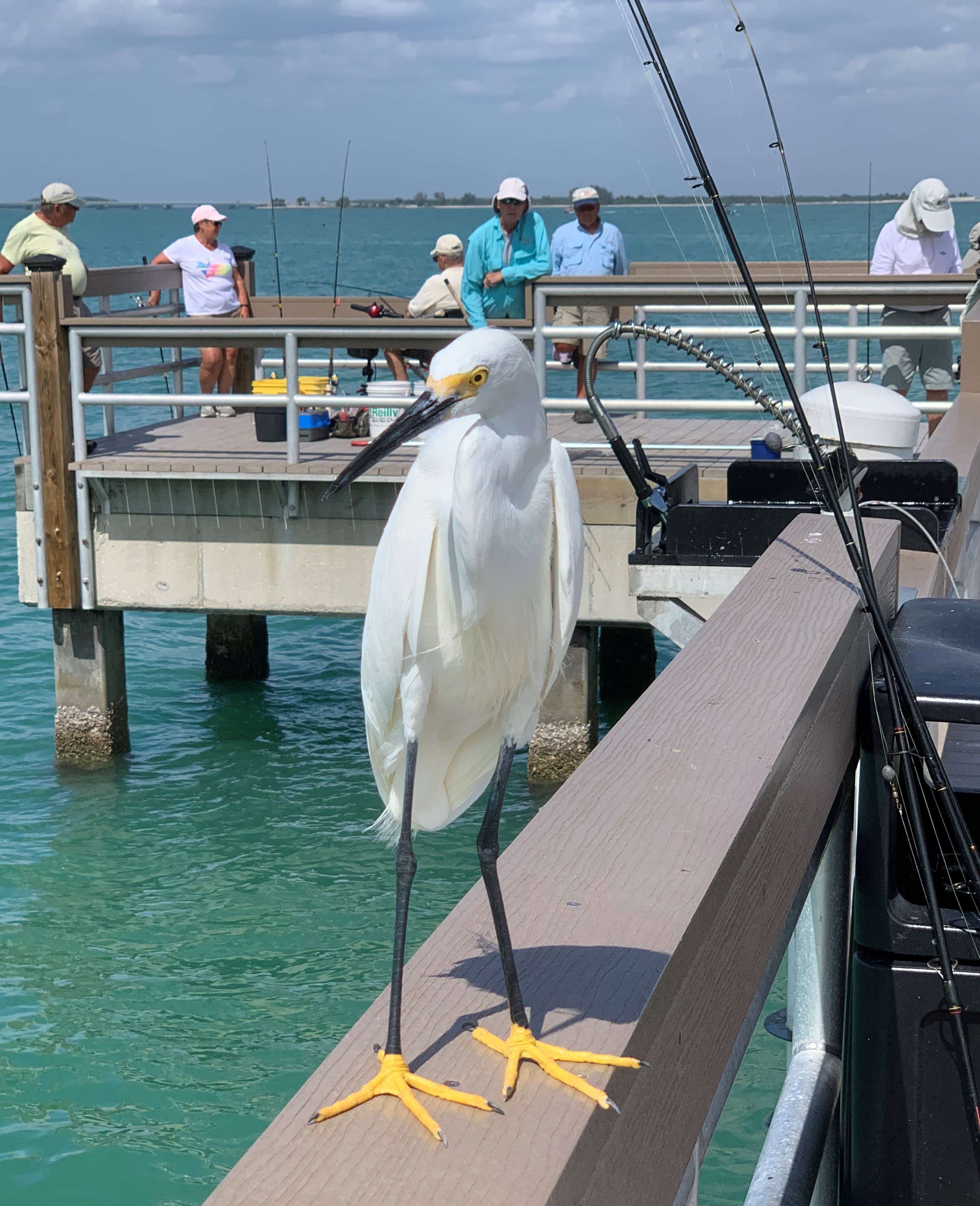 The snowy egret waits for another handout