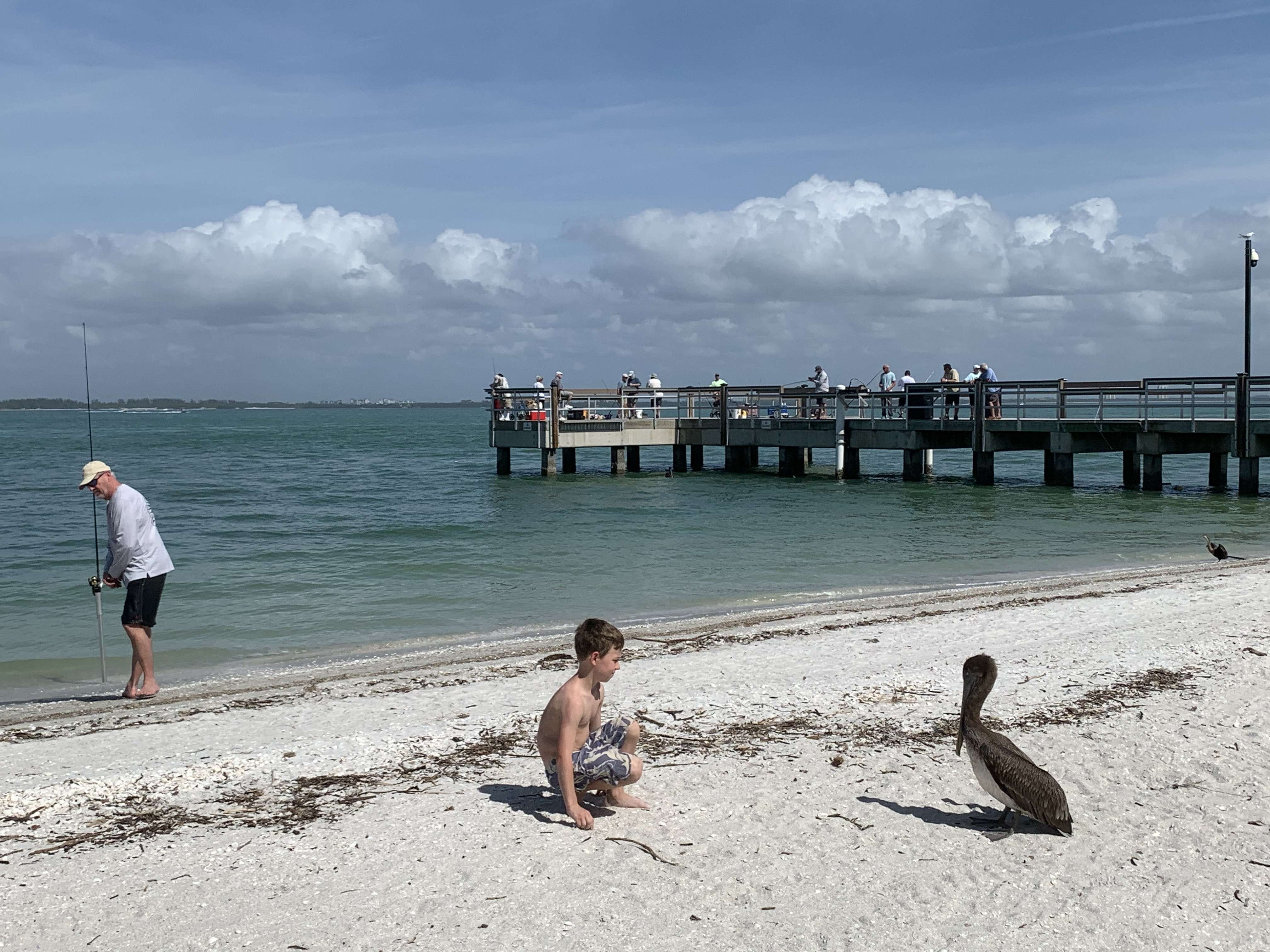 A pelican and a boy