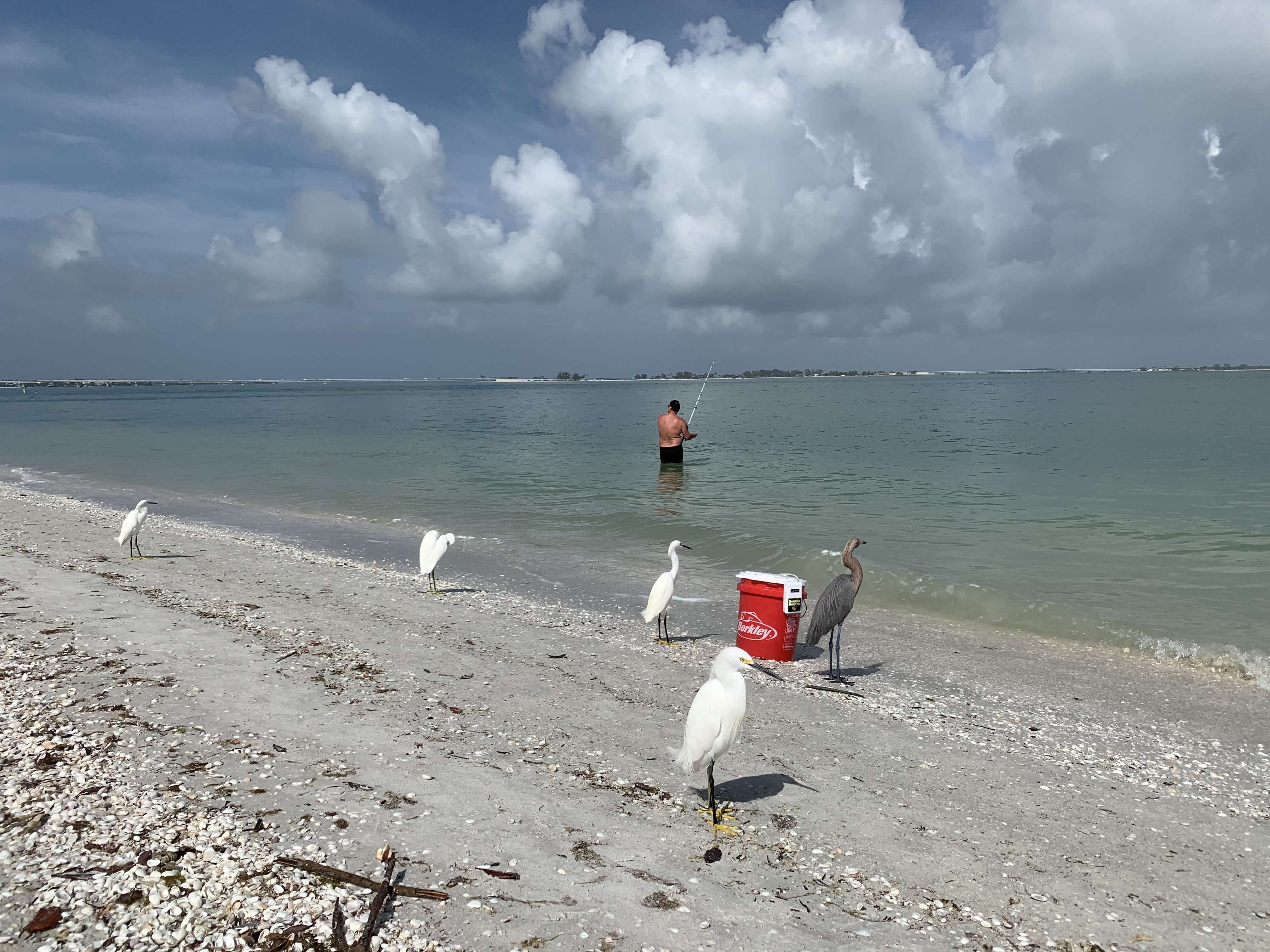 Birds waiting for a fish