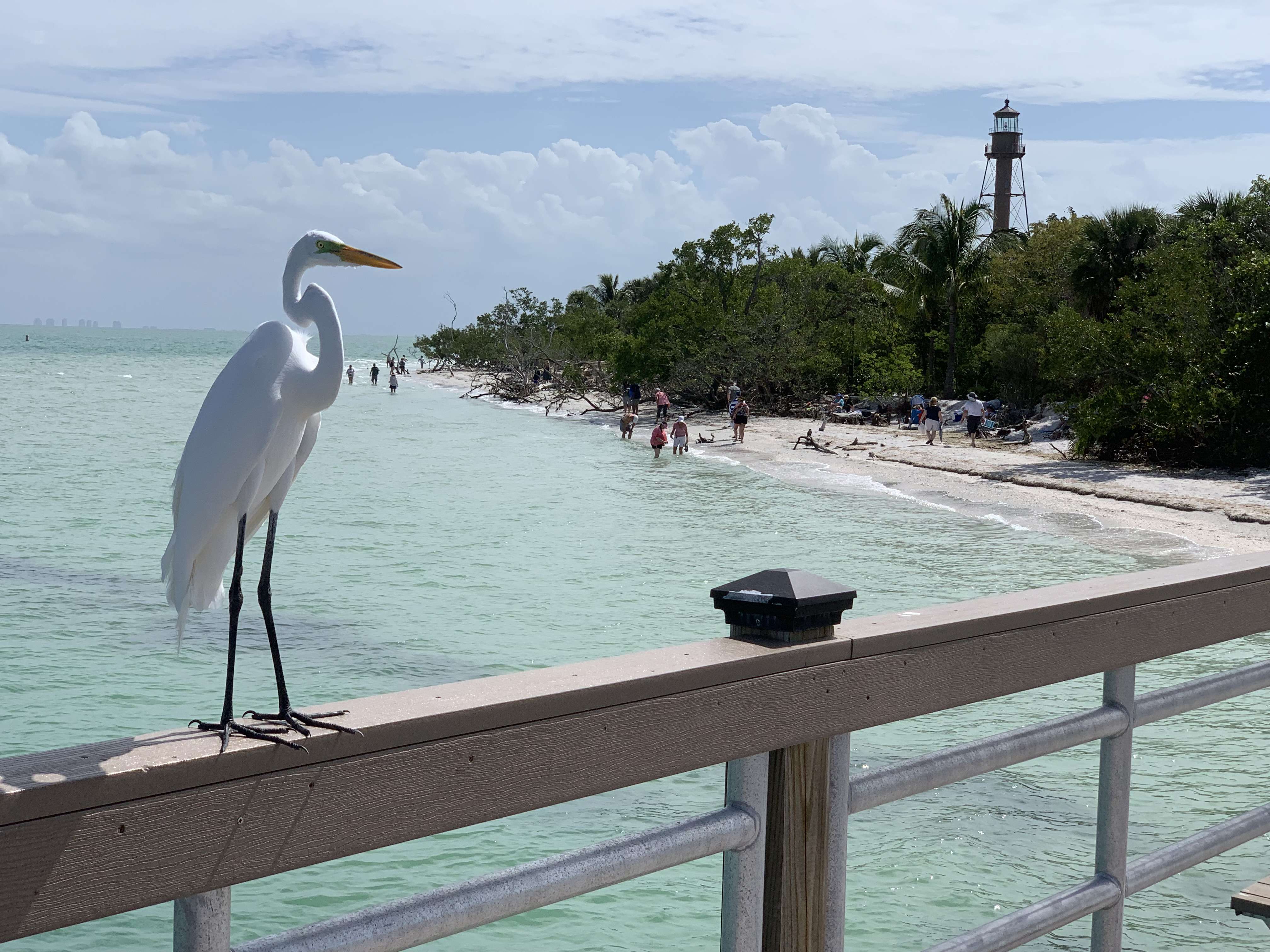 A great egret on the the rail